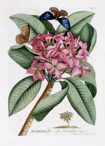 Plumeria ، ج 1749 (النقش اليدوي)